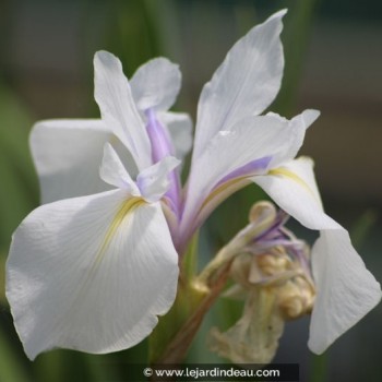 IRIS laevigata &#039;Snowdrift&#039;