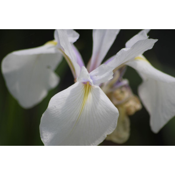 IRIS laevigata 'Snowdrift'