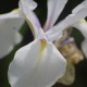 IRIS laevigata 'Snowdrift'