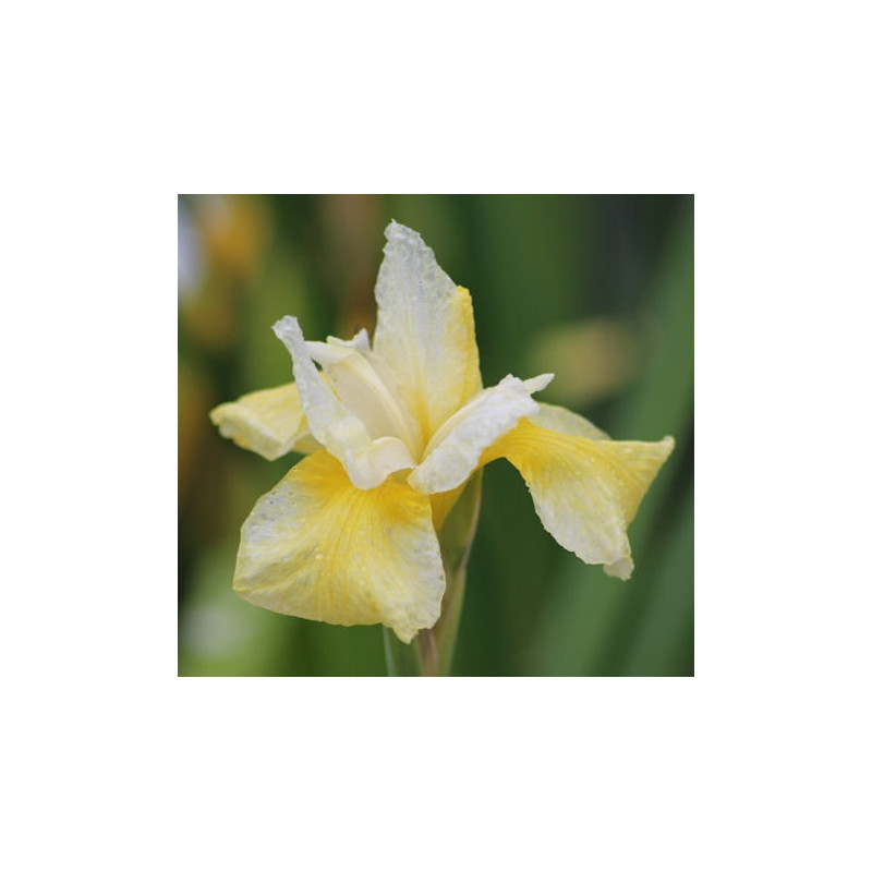 IRIS sibirica 'Snow Queen' IRIS sibirica 'Snow Queen'