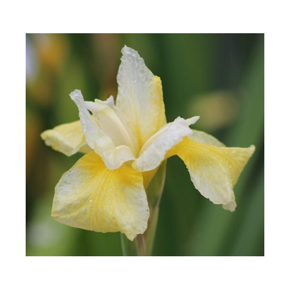 IRIS sibirica 'Snow Queen'