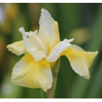 IRIS sibirica 'Snow Queen' IRIS sibirica 'Snow Queen'