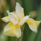 IRIS sibirica 'Snow Queen'