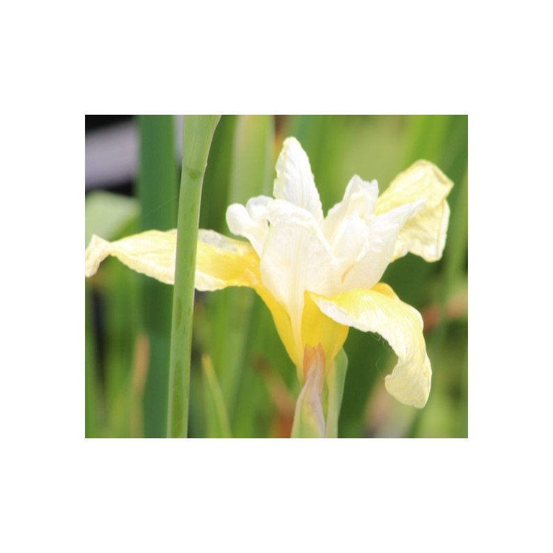 IRIS sibirica 'Snow Queen' IRIS sibirica 'Snow Queen'