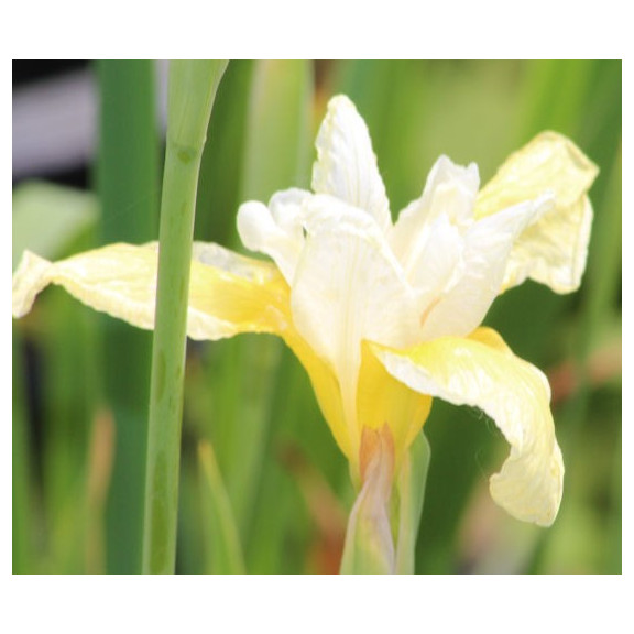 IRIS sibirica 'Snow Queen'