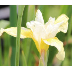 IRIS sibirica 'Snow Queen' IRIS sibirica 'Snow Queen'