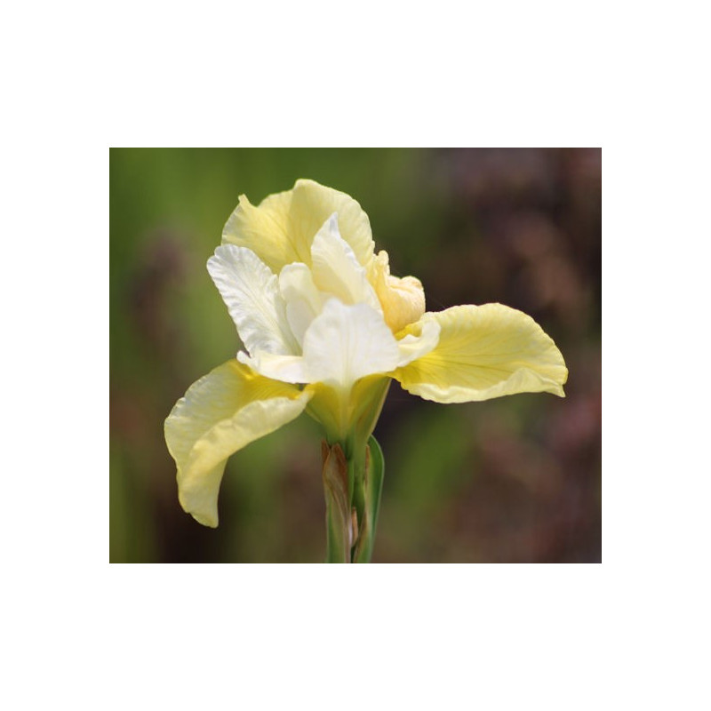 IRIS sibirica 'Snow Queen' IRIS sibirica 'Snow Queen'