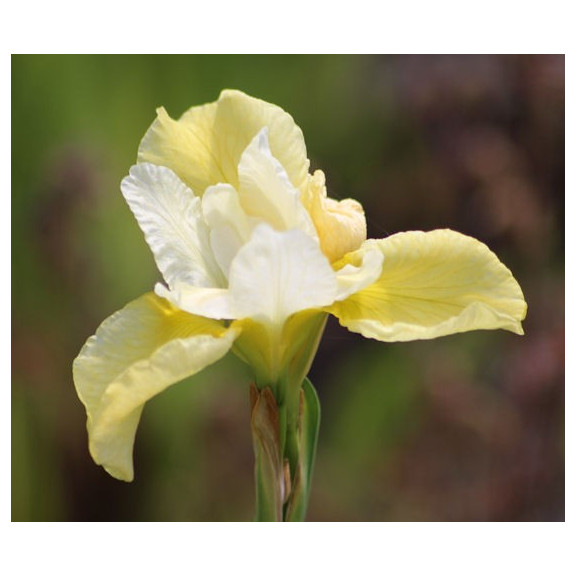 IRIS sibirica 'Snow Queen'