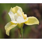 IRIS sibirica 'Snow Queen' IRIS sibirica 'Snow Queen'