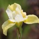 IRIS sibirica 'Snow Queen'