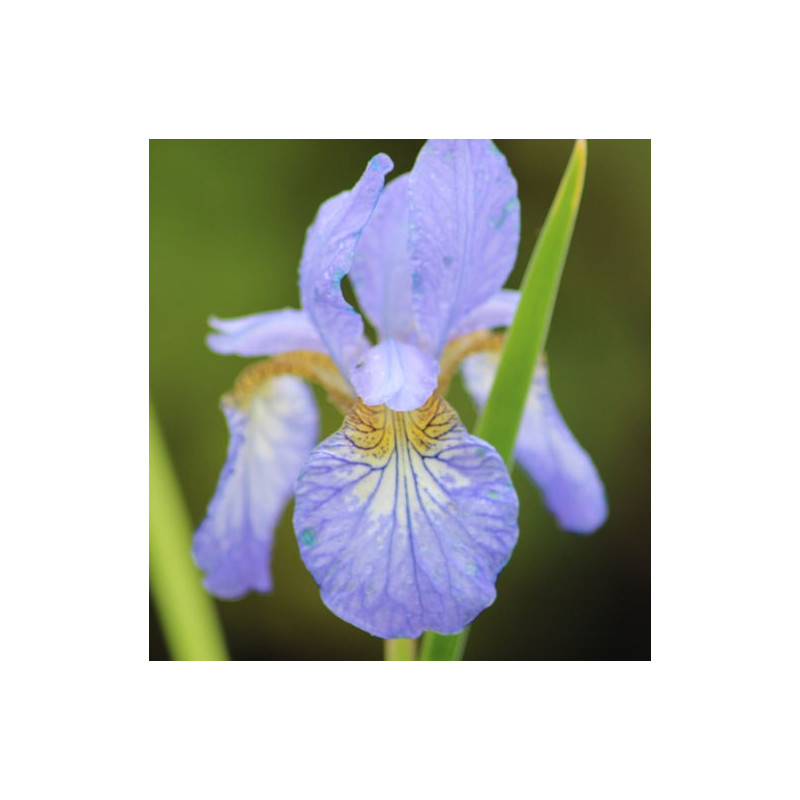 IRIS sibirica 'Perry's Blue'