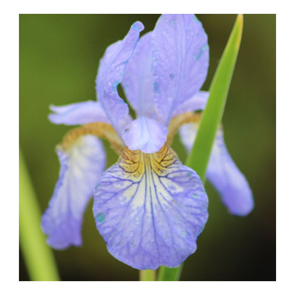 IRIS sibirica 'Perry's Blue'