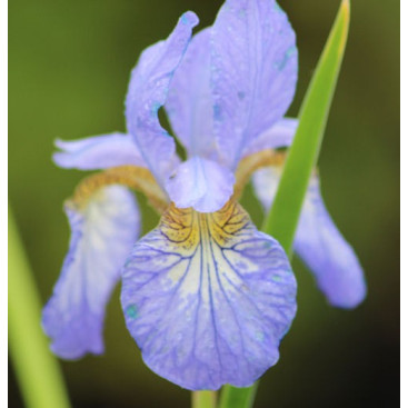 IRIS sibirica \'Perry\'s Blue\'