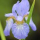 IRIS sibirica 'Perry's Blue'