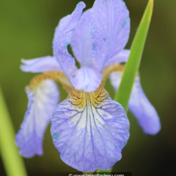 IRIS sibirica &#039;Perry&#039;s Blue&#039;