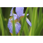 IRIS sibirica 'Perry's Blue'