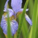 IRIS sibirica 'Perry's Blue'