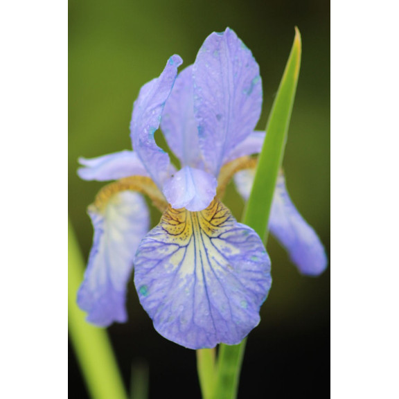 IRIS sibirica 'Perry's Blue'