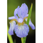 IRIS sibirica 'Perry's Blue'
