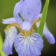 IRIS sibirica 'Perry's Blue'