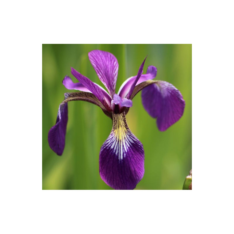 IRIS versicolor IRIS versicolor