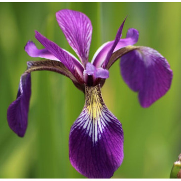 IRIS versicolor