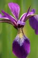 IRIS versicolor