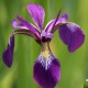 IRIS versicolor