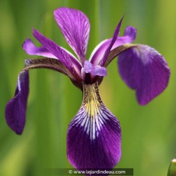 IRIS versicolor