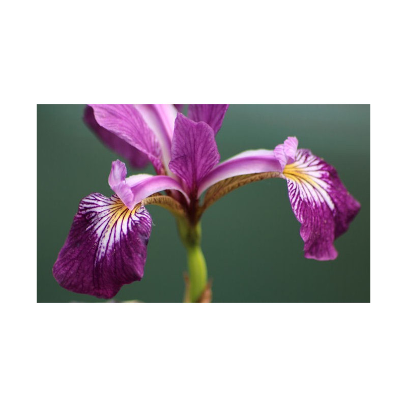 IRIS versicolor IRIS versicolor