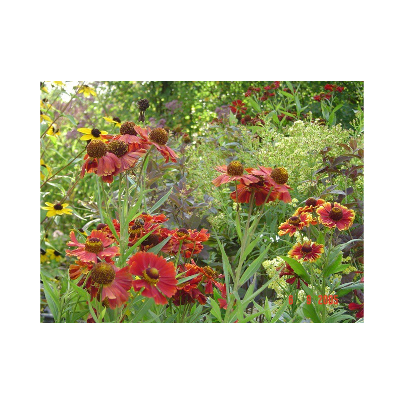 HELENIUM 'Moerheim Beauty', Hélénie orange rouge jaune - Le Jardin d'Eau HELENIUM 'Moerheim Beauty', Hélénie orange rouge jaune - Le Jardin d'Eau