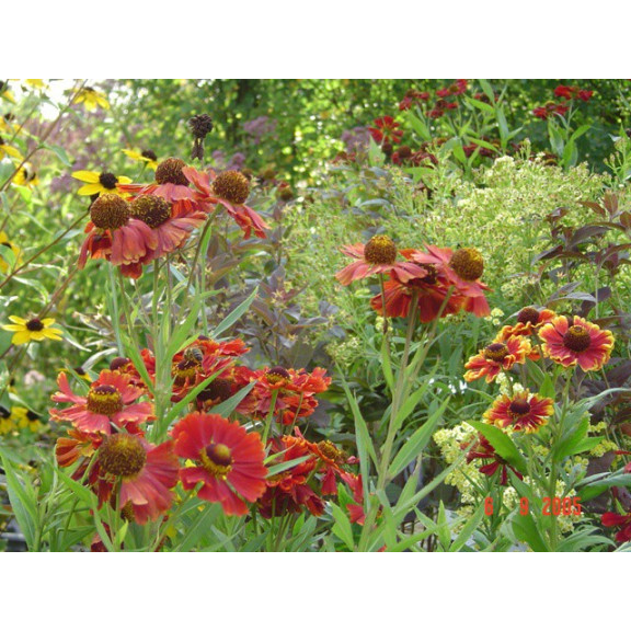HELENIUM 'Moerheim Beauty', H&eacute;l&eacute;nie orange rouge jaune - Le Jardin d'Eau