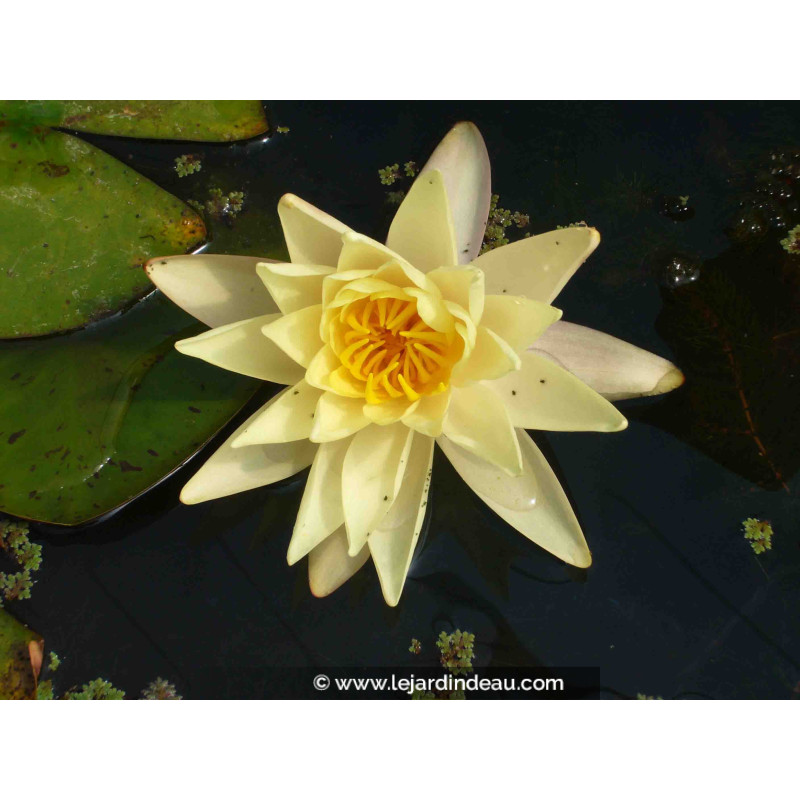 NYMPHAEA 'Sunrise'