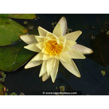 NYMPHAEA \'Sunrise\'