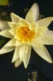NYMPHAEA 'Sunrise'