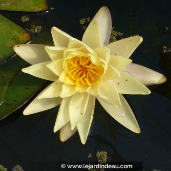 NYMPHAEA &#039;Sunrise&#039;