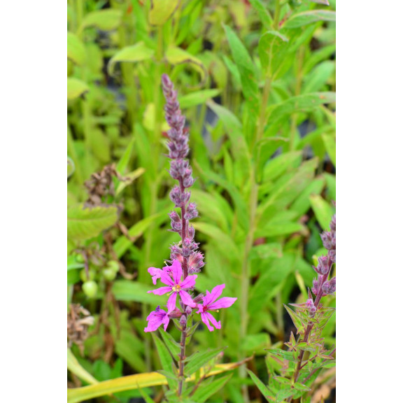 LYTHRUM salicaria 'Lady Sackville'