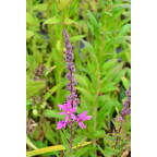 LYTHRUM salicaria 'Lady Sackville'
