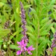 LYTHRUM salicaria 'Lady Sackville'