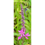 LYTHRUM salicaria 'Lady Sackville'