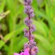 LYTHRUM salicaria 'Lady Sackville'