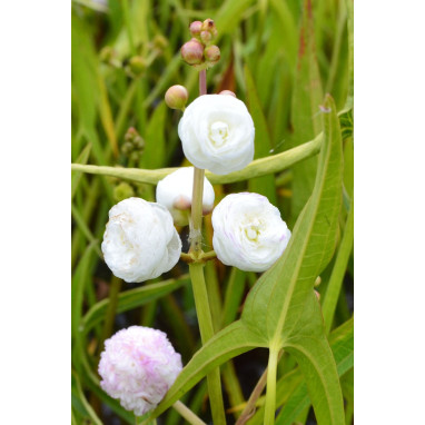 SAGITTARIA sagittifolia \'Flore Pleno\'
