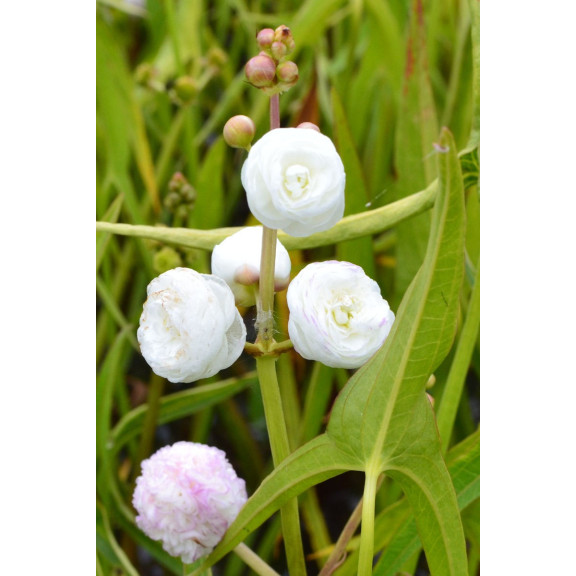 SAGITTARIA sagittifolia 'Flore Pleno'