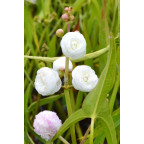 SAGITTARIA sagittifolia 'Flore Pleno'