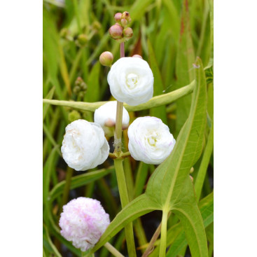 SAGITTARIA sagittifolia \'Flore Pleno\'