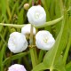 SAGITTARIA sagittifolia 'Flore Pleno'