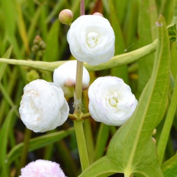 SAGITTARIA sagittifolia &#039;Flore Pleno&#039;