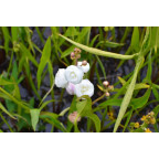 SAGITTARIA sagittifolia 'Flore Pleno'
