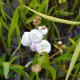 SAGITTARIA sagittifolia 'Flore Pleno'