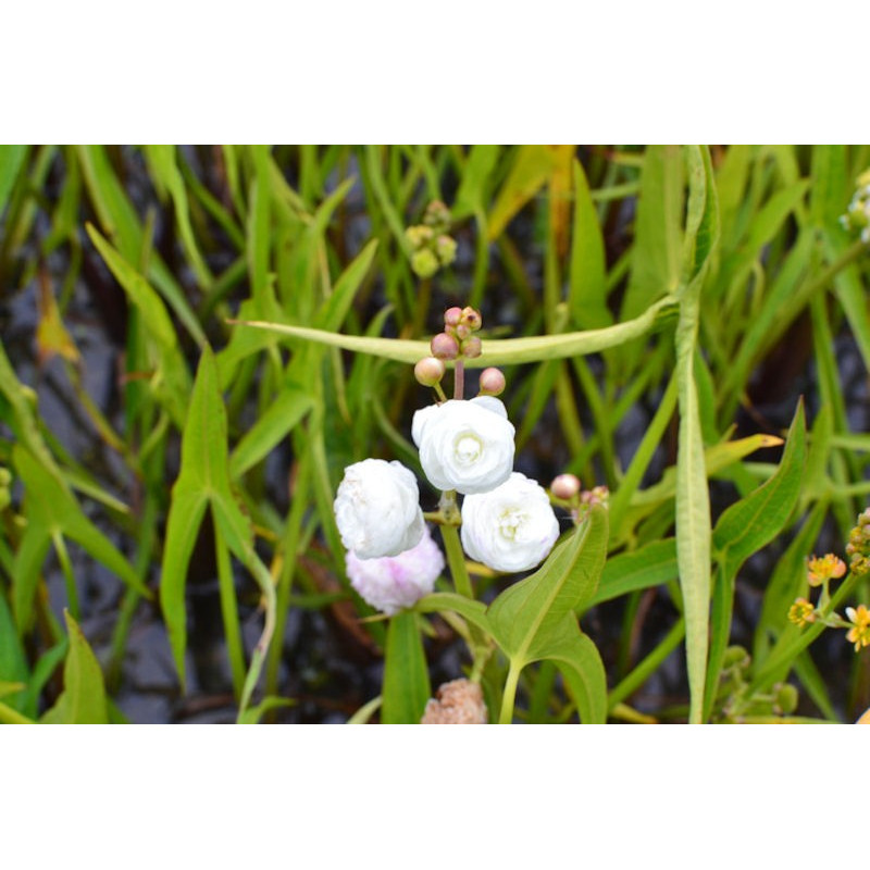 SAGITTARIA sagittifolia 'Flore Pleno'